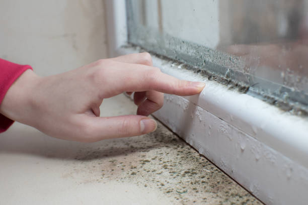 Professional Mold Removal in Beloit, WI